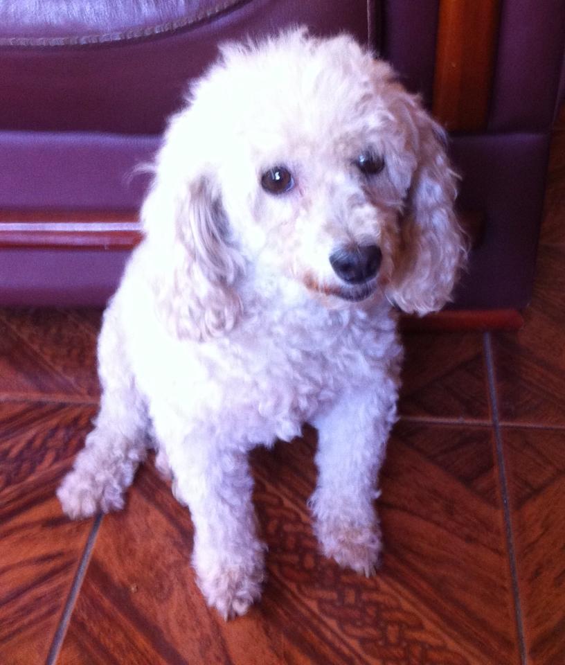 Cadela poodle Clearance